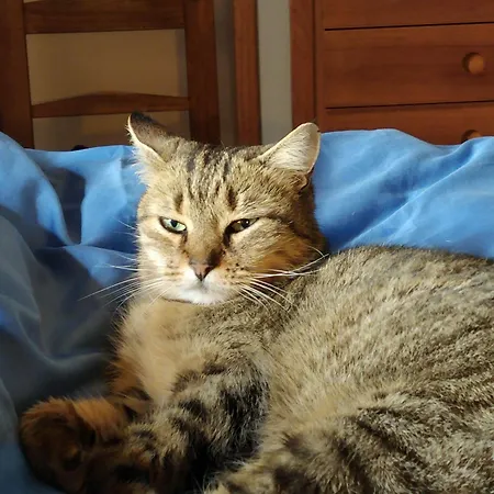 Di Cala Regina, Maison De Charme فيلة كوارتو سانتيلينا